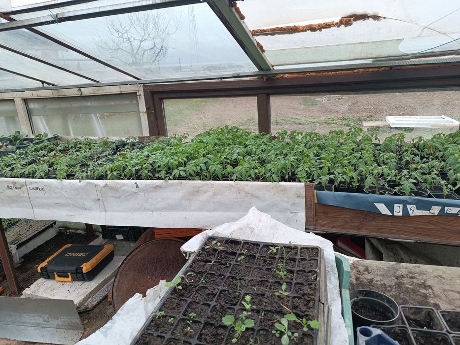 Sadzonki pomidorów ogórków