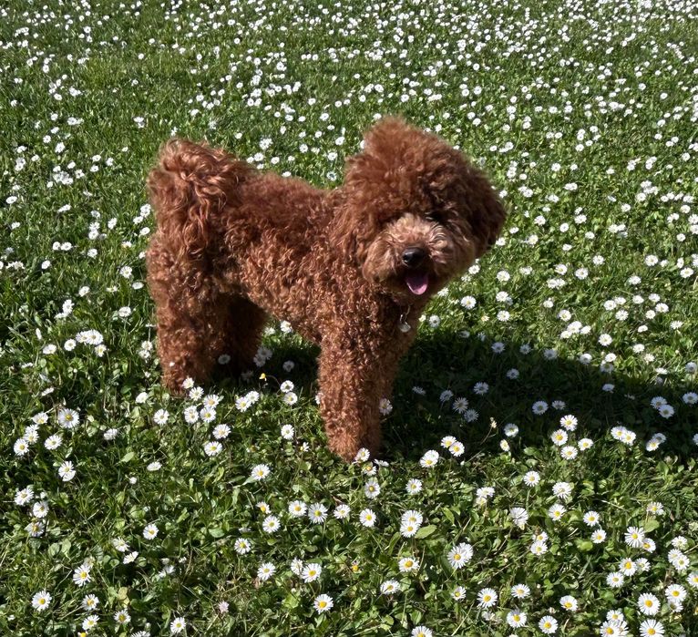 Poodle Toy Red Macho PARA CRUZAR