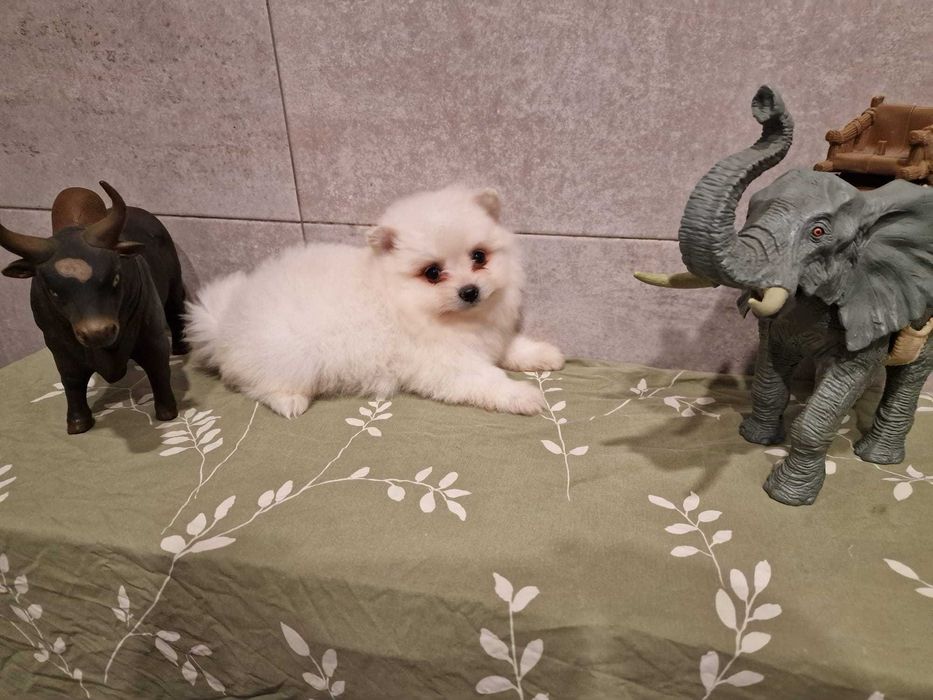 Spitz Alemão Anão/Lulu da Pomerânia