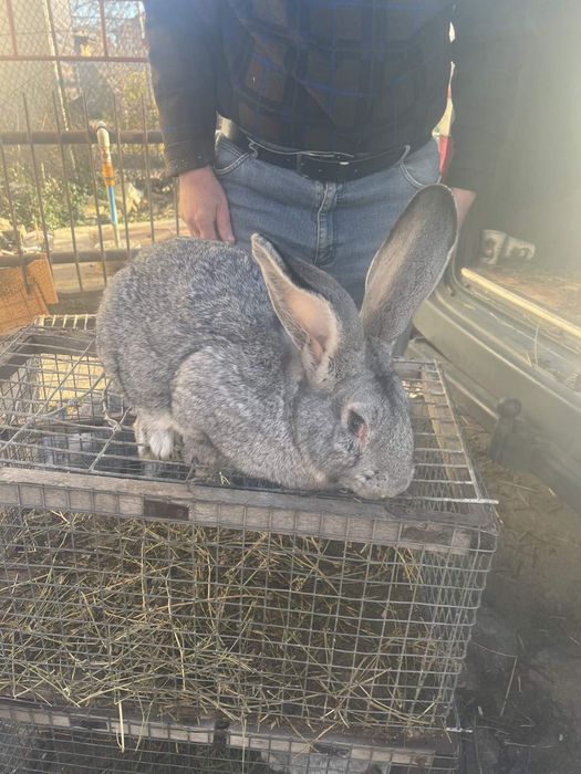 Кролики великаны!!!