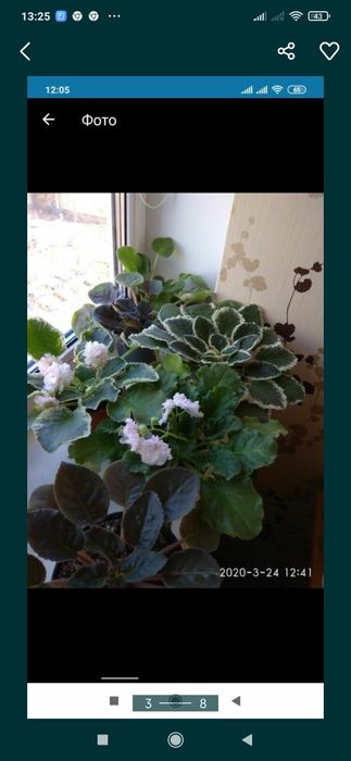 Фиалки сортовые (fialki)