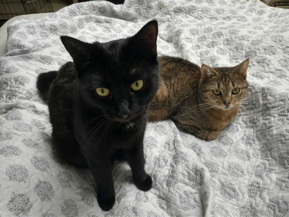 Najsłodsze Ciastka - Wuzetka i Szarlotka polecają się do adopcji!