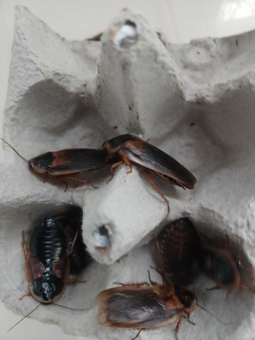 Karaczan Argentyński DUBIA
