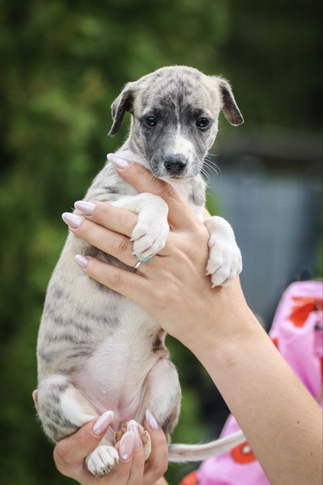 Whippet chart angielski szczenie zkwp fci suczka płowa