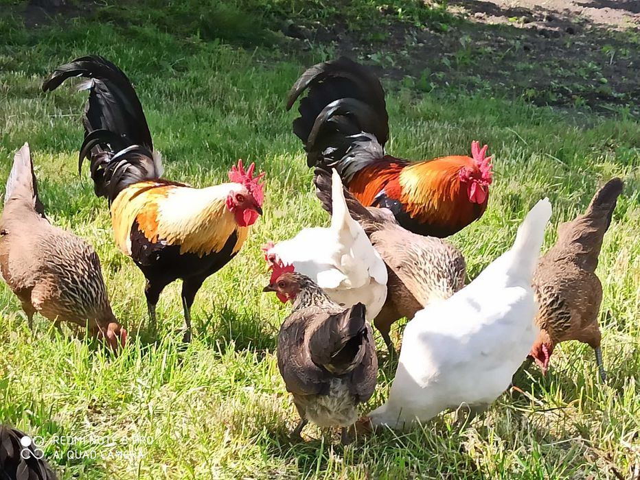 Liliputy, karzełek polski, drób ozdobny jaja lęgowe