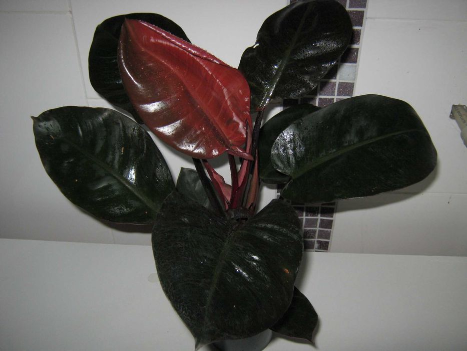 Филодендрон пинк принцесс марбл вайт принцесс империал ред детки от100