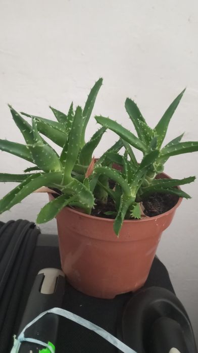 Aloes kolczasty w doniczce
