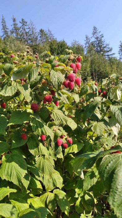 Саджанці малини Полана
