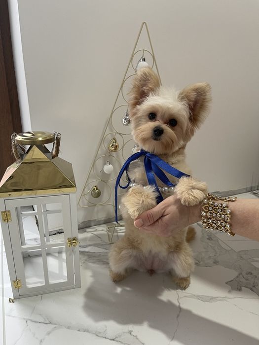 Помапу — 4 пухнасті принцеси шукають новий дім