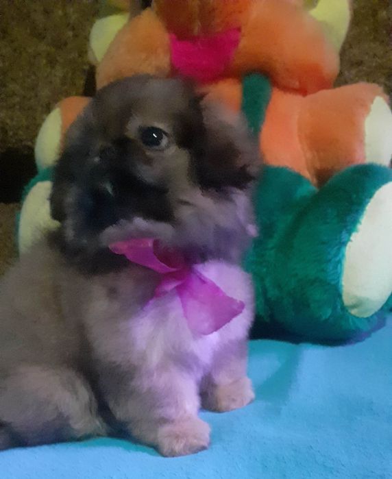 Малышка королевского пекинеса