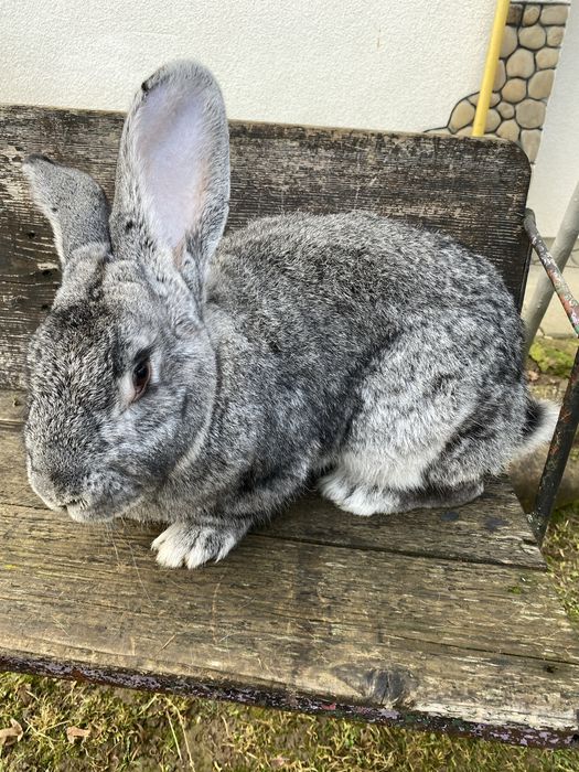 Кролики, порода шиншили