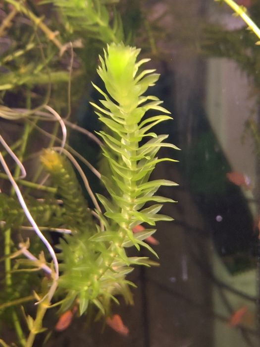 Moczarka roślina akwariowa