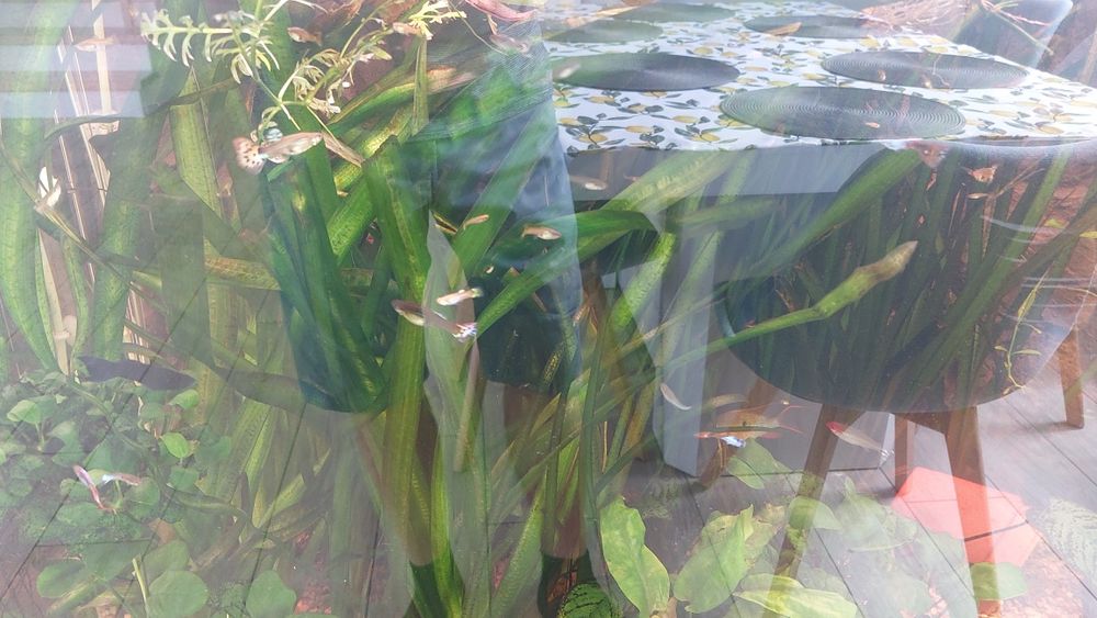 Gupiki pawie oczka i endlery