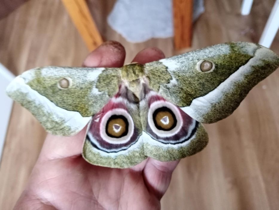 Argema mimosae poczwarka ćmy +inne gatunki