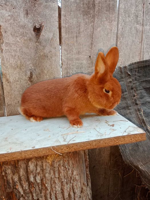 Samczyk Nowozelandzki czerwony