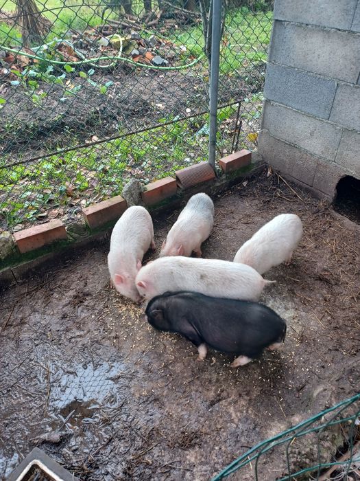 Mini pig porquinhos