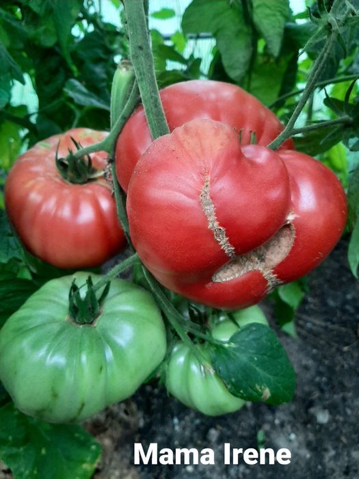 Nasiona pomidorów kolekcjonerskich