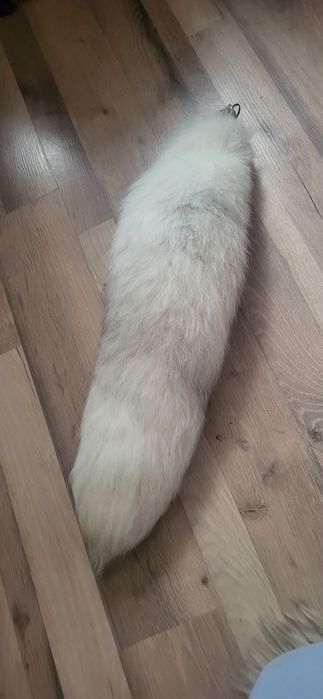 Lisia kita zawieszka