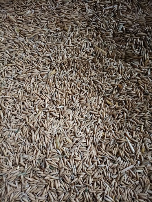 Owies zimowy snowbird