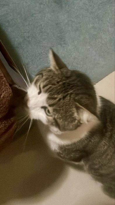 Gato macho para adoção responsável