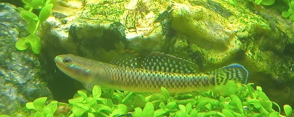 Креветка неокарідіна синя Блю Дрім / Neocaridina Blue Dream / Рослини