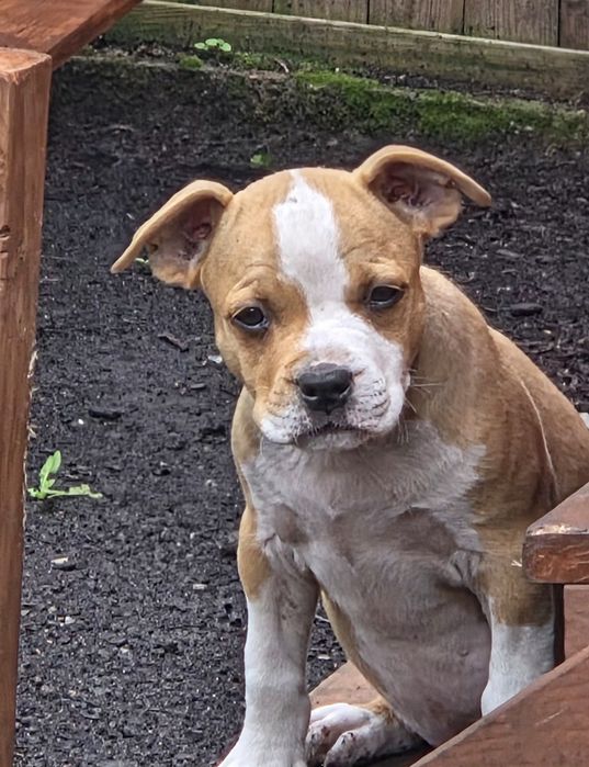 Efektowny Samiec Amstaff American Staffordshire Terrier FCI ZKwP