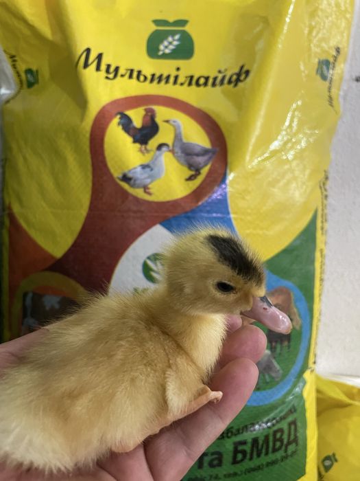 Гуси  Легард и Украинский Серый великан