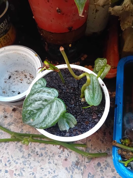 Horticulas Com Vaso