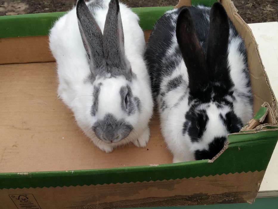 Witam sprzedam samce mające około roku