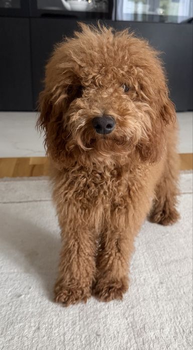 Pudel miniatura 5 miesięczny