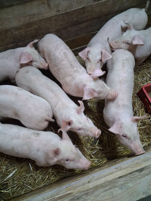 Sprzedam młode prosięta Polskie białe zwisłouche