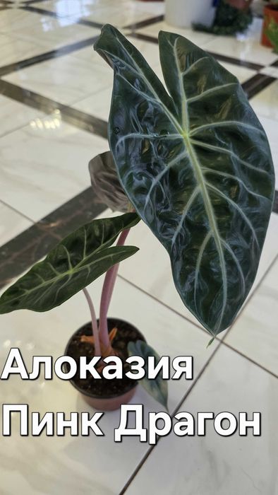 Алоказія Pink Dragon