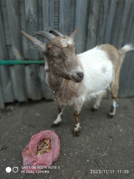 Козочка молоденька