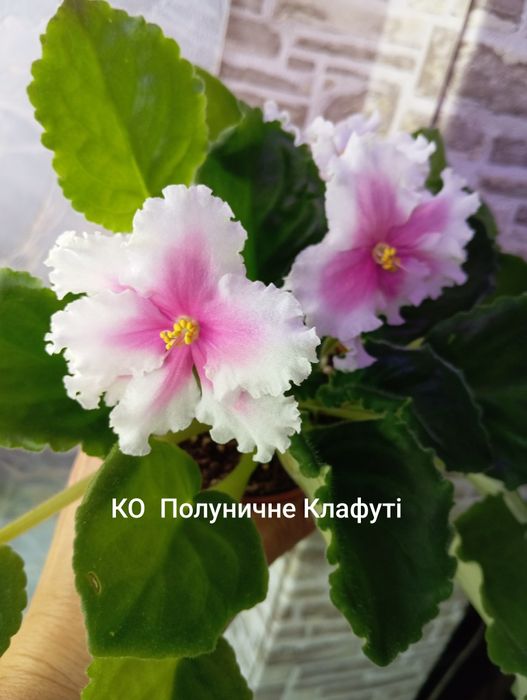 Фіалки кімнаті, стрептокарпуси, дітки, стартери