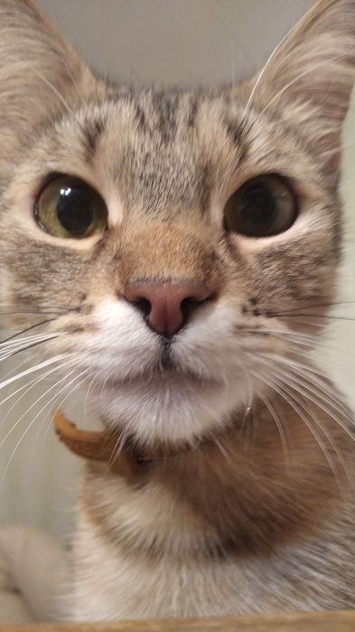 2 кішки безкоштовно