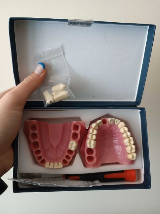 Modelo frasaco adulto