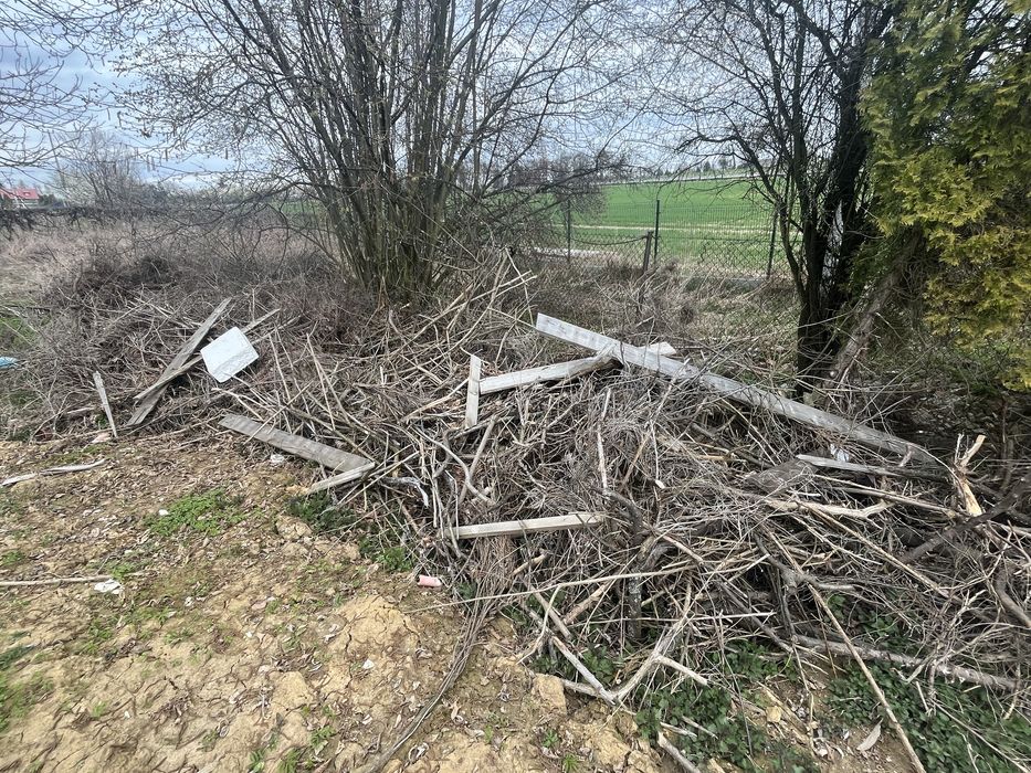 Gałęzie, drzewo - odbiór