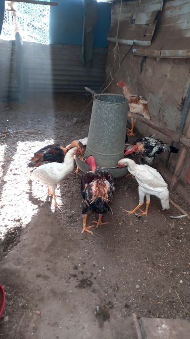 Frangos polacos e indio gigante