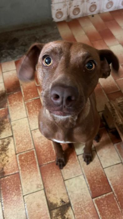 Cadelinha com 2 aninhos para adopção responsável