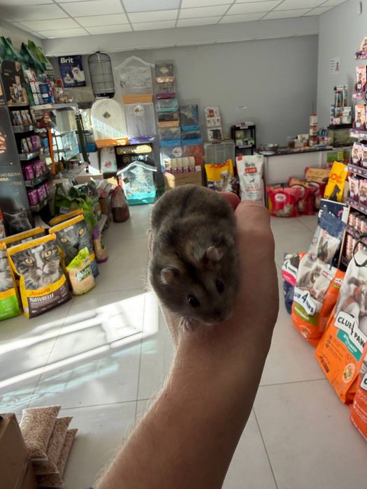 Хомячок карликовый ( малышь)