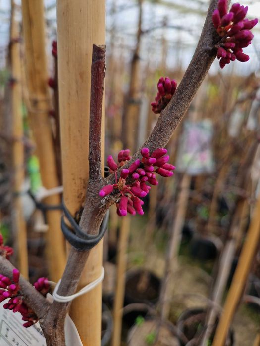 Judaszowiec Kanadyjski Eternal Flame, Carolina Sweetheart, Judaszowiec Chiński Avondale