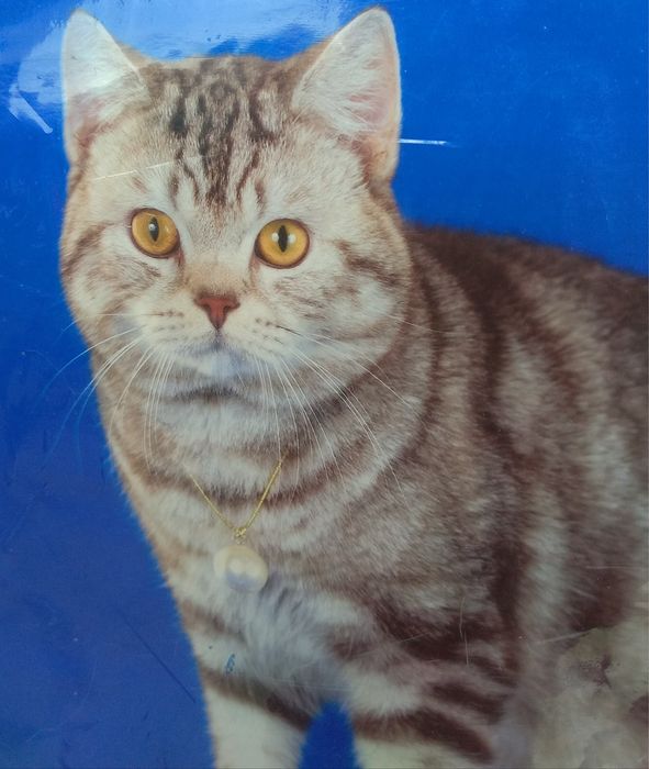 Шотландский прямовухий котик