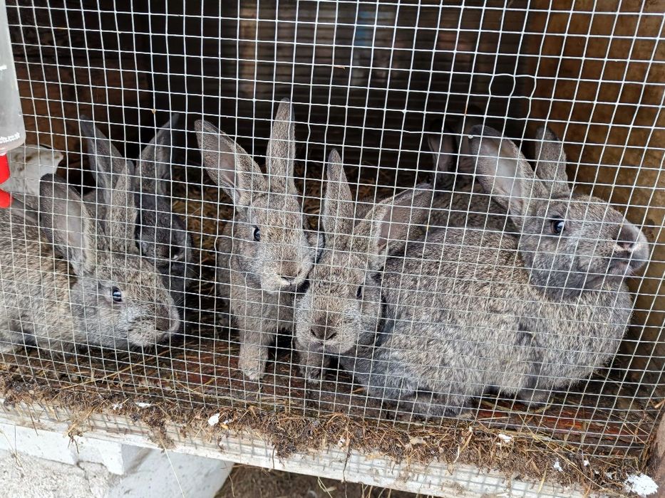 Króliki młode odsadki po dużych rodzicach