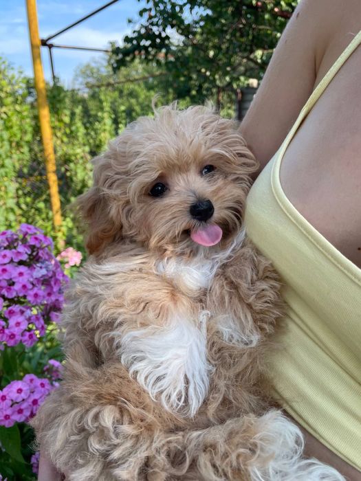 Дівчинка мальтипу F1