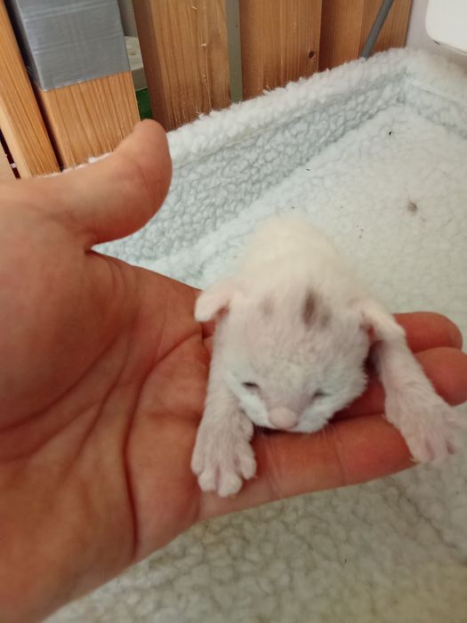 Piękny kocurek Devon Rex Cezar