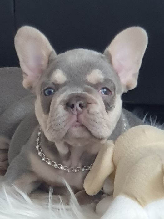 Buldog francuski/Elegandzkie dziewczynki