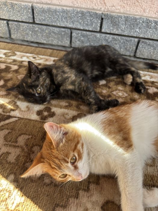 Котенятка віддаємо