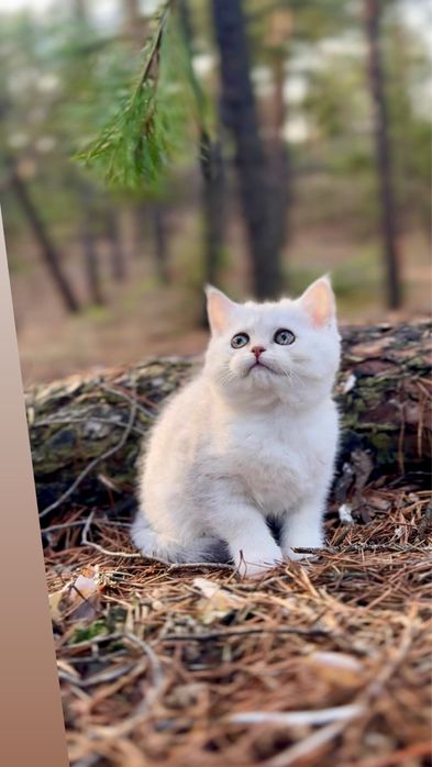 Котеня шотландська прямовуха дівчинка срібна шиншила