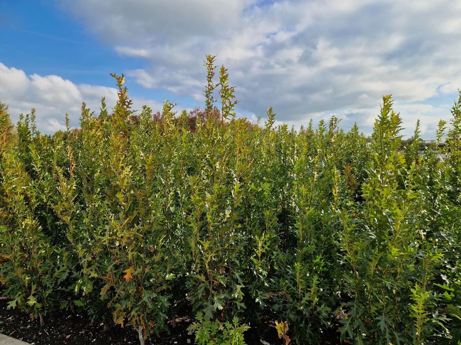 Dąb green pillar 200-250cm kopany z bryła , ograniczona ilość 150szt