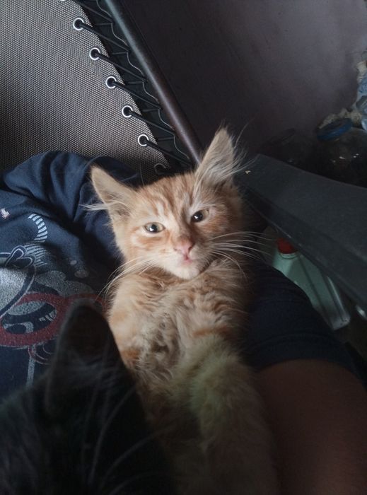 Отдам котят в добрые и заботливые руки